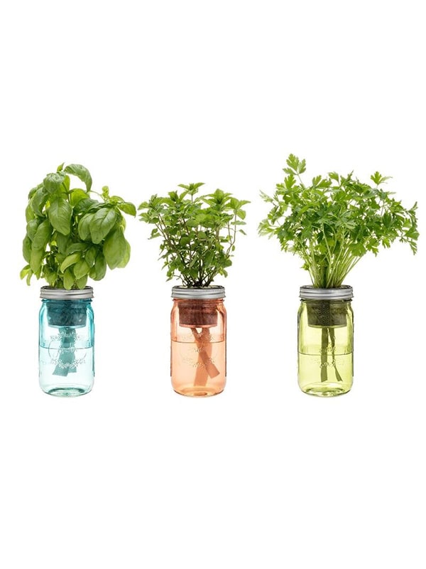 Kitchen Herbs